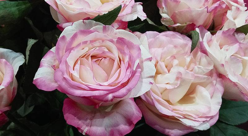 玫瑰 愛麗絲 (圖片6)