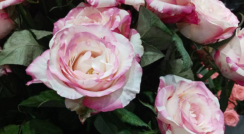 玫瑰 愛麗絲 (圖片7)