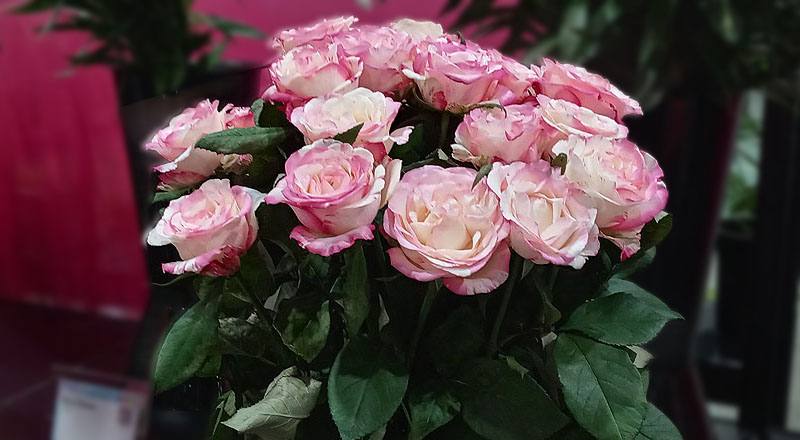 玫瑰 愛麗絲 (圖片2)