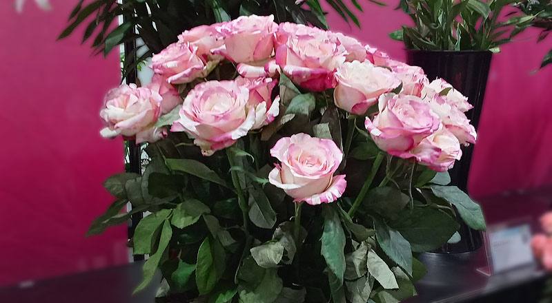 玫瑰 愛麗絲 (圖片1)