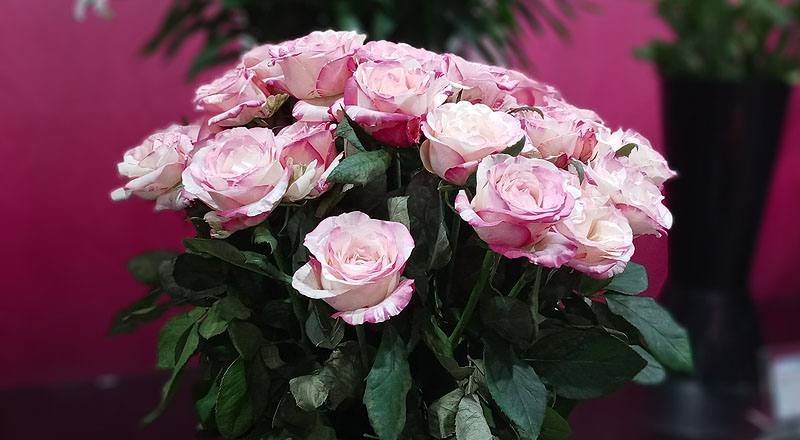 玫瑰 愛麗絲 (圖片8)