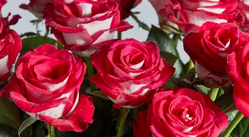 玫瑰 布魯士 (圖片1)