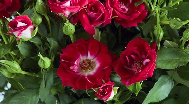 玫瑰 迷你紅 (圖片1)