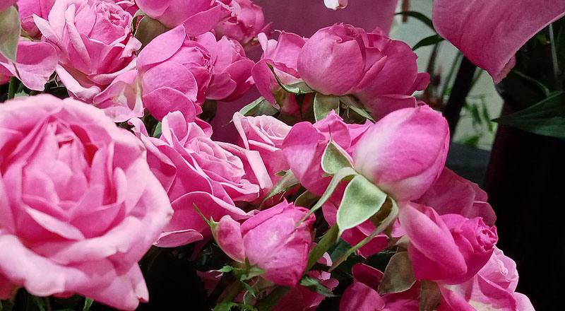 玫瑰 G粉 (圖片7)