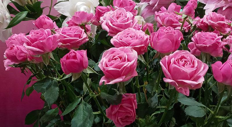 玫瑰 G粉 (圖片4)