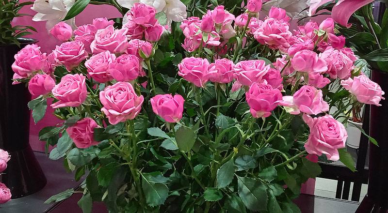 玫瑰 G粉 (圖片2)