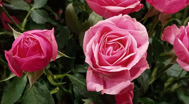 玫瑰 G粉 (圖片5)