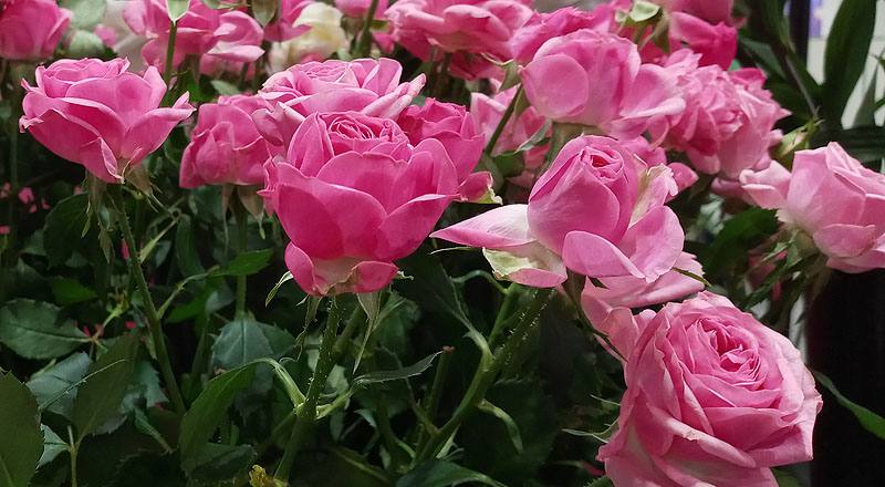 玫瑰 G粉 (圖片3)