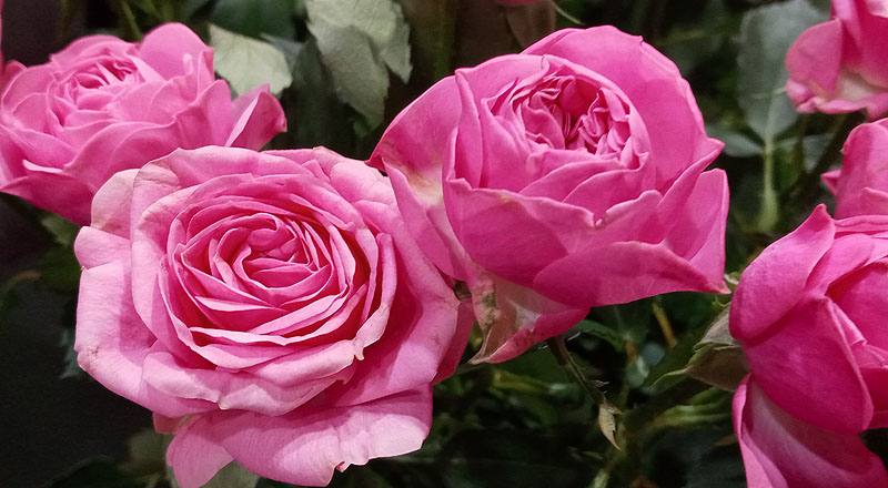 玫瑰 G粉 (圖片6)