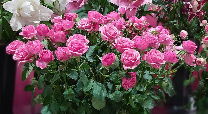 玫瑰 G粉 (圖片1)