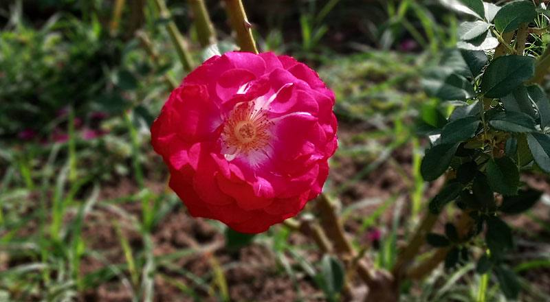 玫瑰 MY ROSE (圖片8)