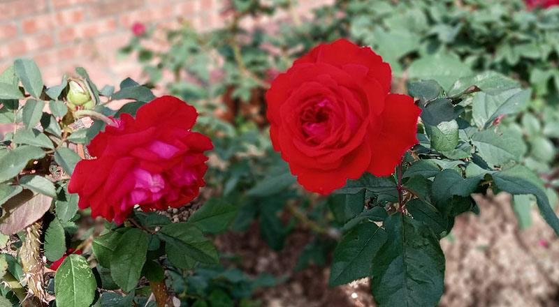 玫瑰 MY ROSE (圖片2)