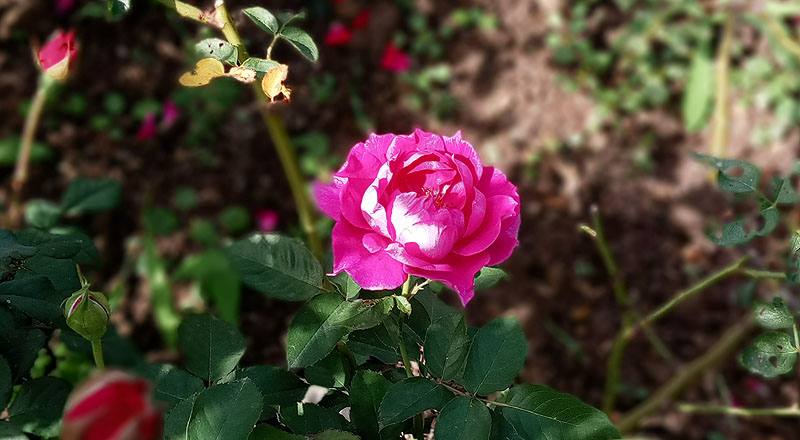 玫瑰 MY ROSE (圖片7)