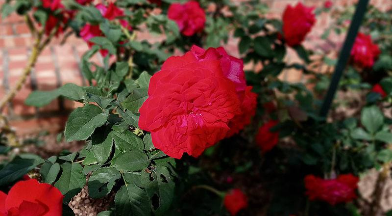 玫瑰 MY ROSE (圖片1)