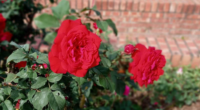 玫瑰 MY ROSE (圖片5)