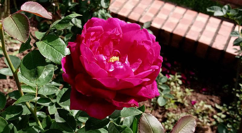 玫瑰 MY ROSE (圖片9)