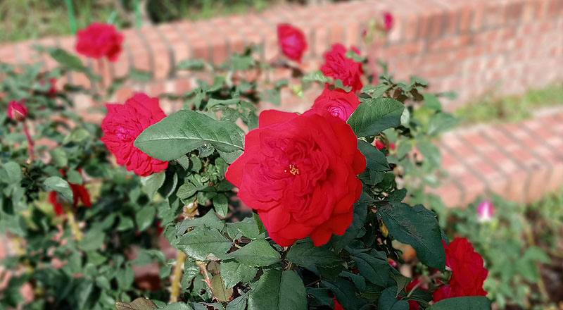 玫瑰 MY ROSE (圖片4)