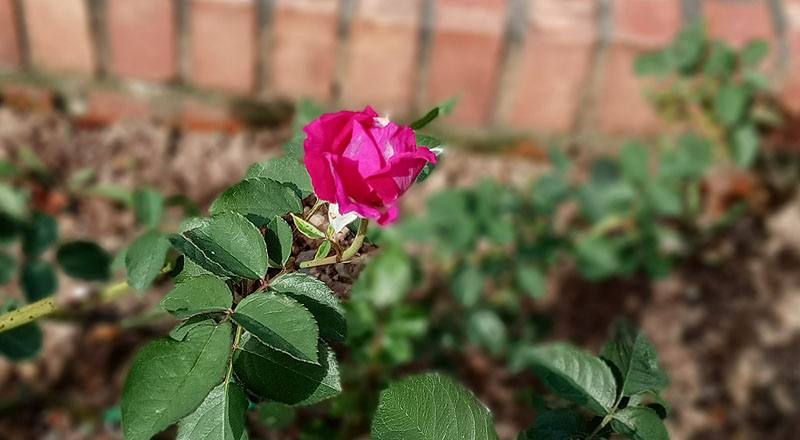 玫瑰 MY ROSE (圖片6)