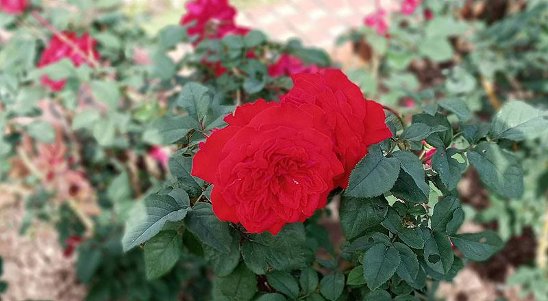 玫瑰 MY ROSE (圖片3)