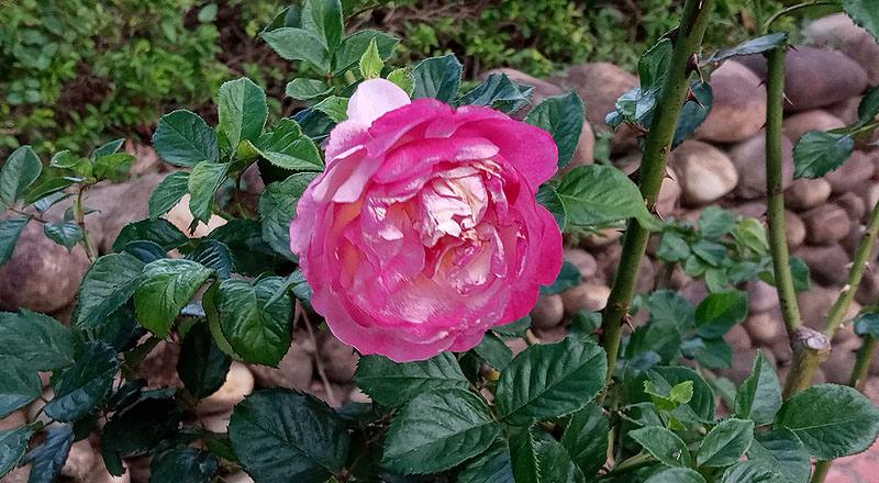 玫瑰 人間天堂 (圖片1)