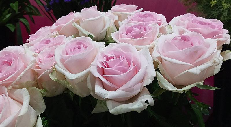 玫瑰 天堂新娘粉 (圖片4)