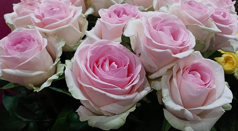 玫瑰 天堂新娘粉 (圖片5)