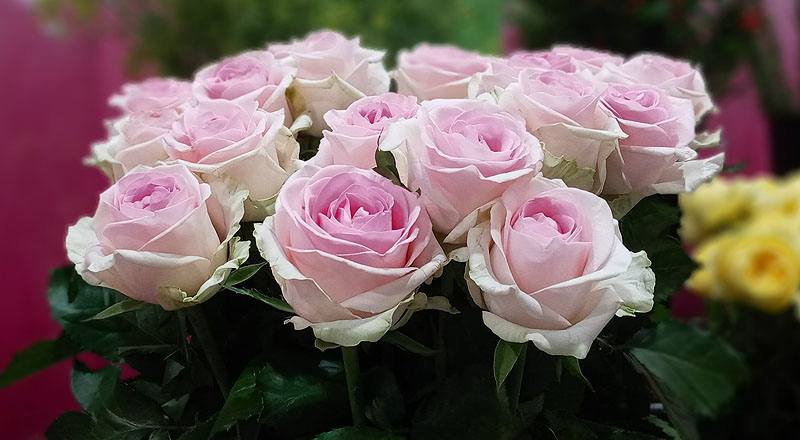 玫瑰 天堂新娘粉 (圖片7)