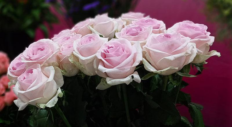 玫瑰 天堂新娘粉 (圖片8)