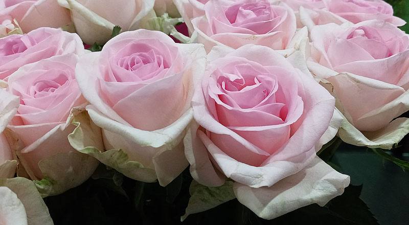 玫瑰 天堂新娘粉 (圖片6)