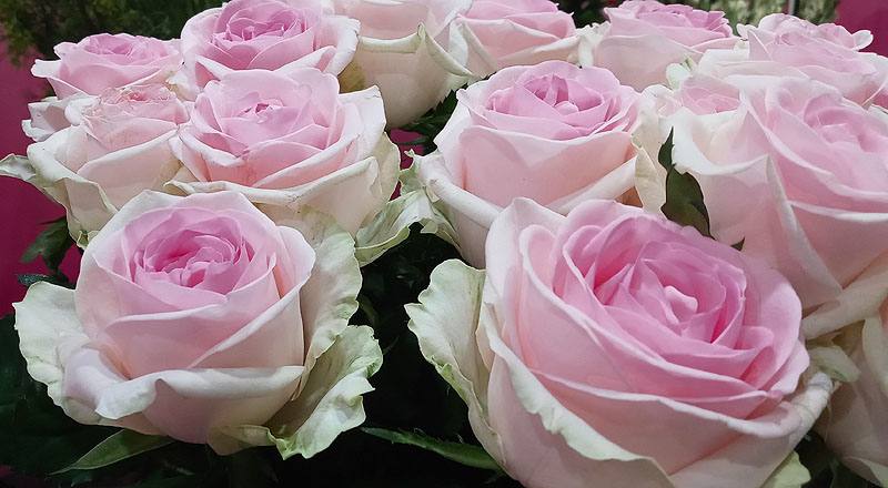 玫瑰 天堂新娘粉 (圖片3)