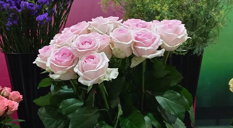 玫瑰 天堂新娘粉 (圖片1)