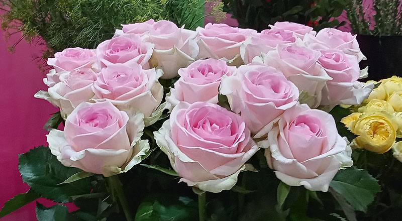 玫瑰 天堂新娘粉 (圖片2)