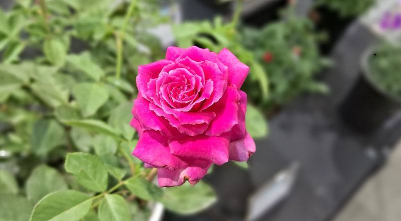 玫瑰 女兒紅 (圖片1)