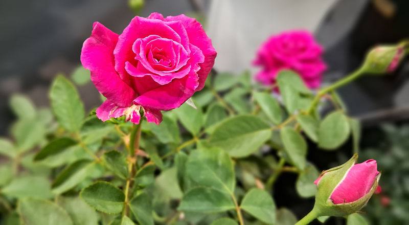 玫瑰 女兒紅 (圖片2)