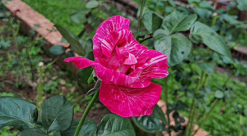 玫瑰 巴龍洛察 (圖片5)