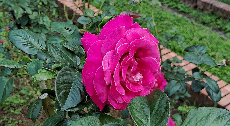 玫瑰 巴龍洛察 (圖片4)