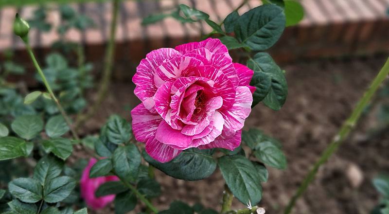 玫瑰 巴龍洛察 (圖片2)