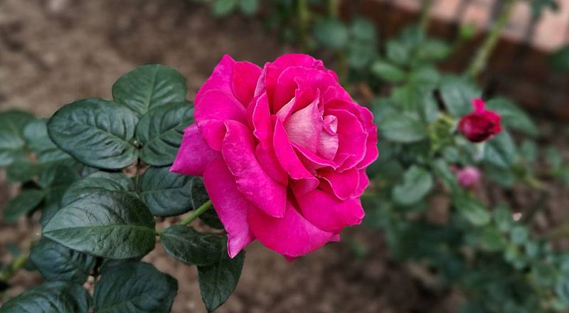 玫瑰 巴龍洛察 (圖片3)