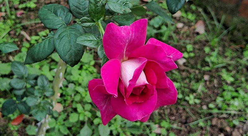 玫瑰 巴龍洛察 (圖片6)