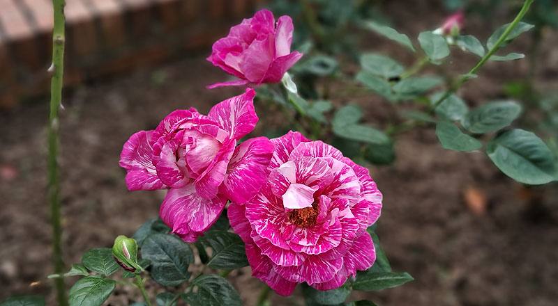 玫瑰 巴龍洛察 (圖片1)