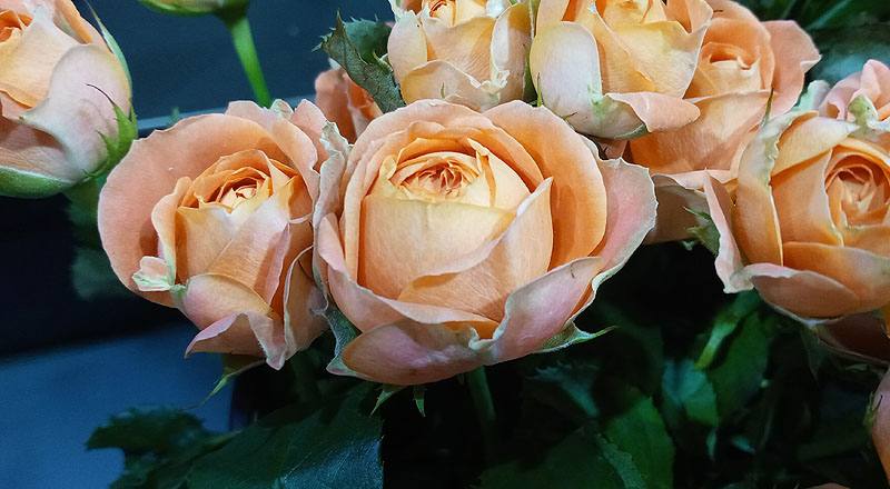 玫瑰 心動果汁 (圖片7)