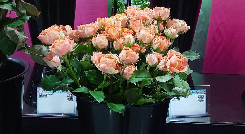 玫瑰 心動果汁 (圖片1)