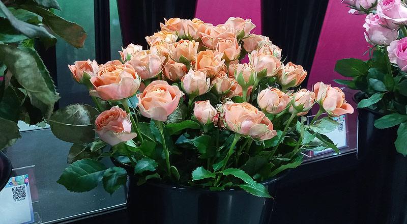 玫瑰 心動果汁 (圖片2)