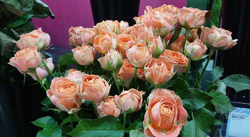 玫瑰 心動果汁 (圖片4)