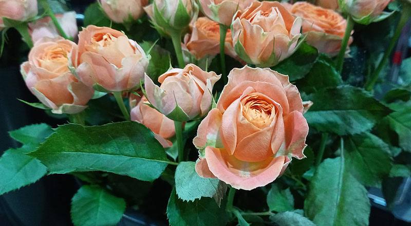 玫瑰 心動果汁 (圖片5)