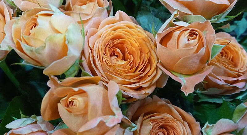 玫瑰 心動果汁 (圖片6)