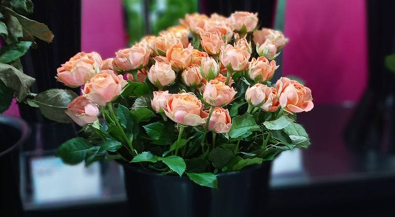 玫瑰 心動果汁 (圖片8)