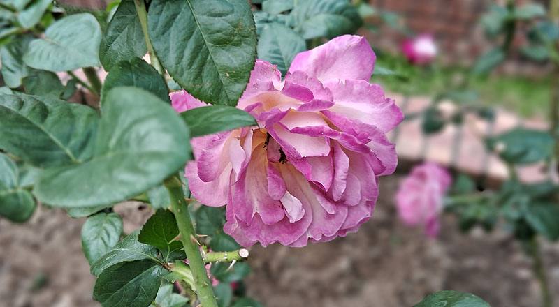 玫瑰 日出 (圖片4)