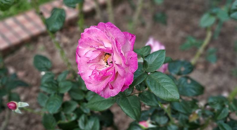 玫瑰 日出 (圖片3)