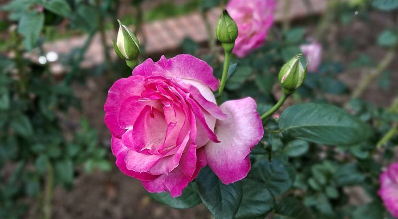 玫瑰 日出 (圖片1)